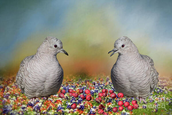 Inca Doves Art Print featuring the photograph Inca Doves by Bonnie Barry