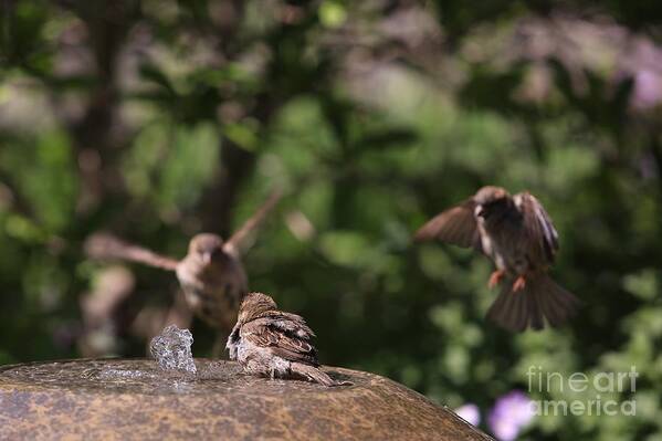 Birds Art Print featuring the photograph Incoming by Kate Purdy