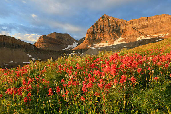 Timpanogos Art Print featuring the photograph Indian Paintbrush on Timpanogos. by Wasatch Light