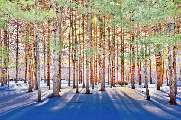 Treescape Art Print featuring the photograph Indigo Spread by Jeff Cooper