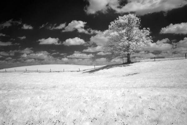 Infrared Art Print featuring the photograph Infrared Tree by Dick Pratt