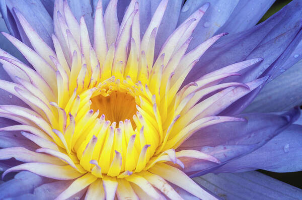 Waterlily Art Print featuring the photograph Perfect symmetry of a blossom by Usha Peddamatham