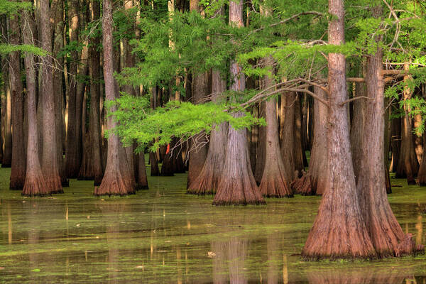 Bayou Art Print featuring the photograph Inside The Bayou by Ester McGuire