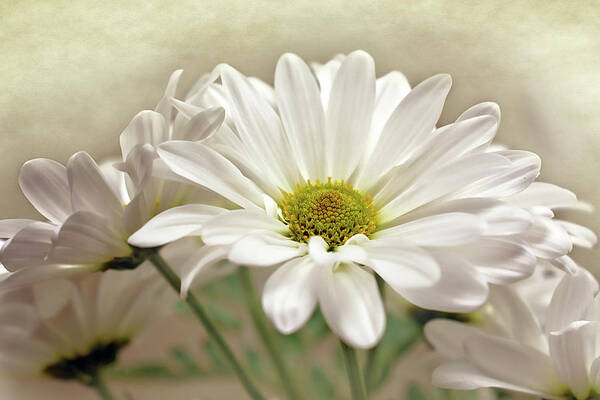 Daisies In Light Photo Art Print featuring the photograph Inspired Daisies Print by Gwen Gibson