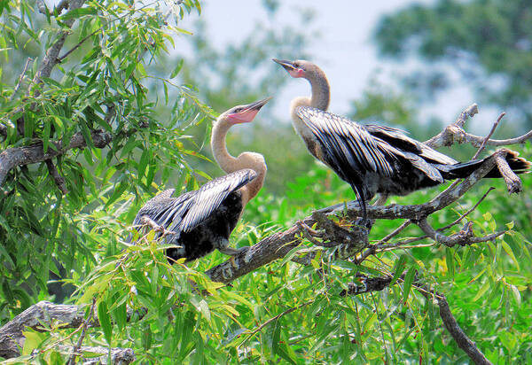 Bird Art Print featuring the photograph Interacting Young Anhingas by Rosalie Scanlon