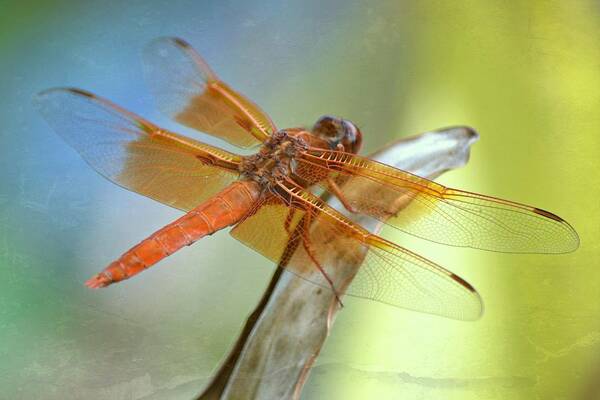 Flame Skimmer Dragonfly Art Print featuring the photograph Interlude by Fraida Gutovich