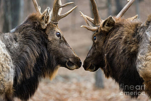 Elk Art Print featuring the photograph Intimidation by Andrea Silies