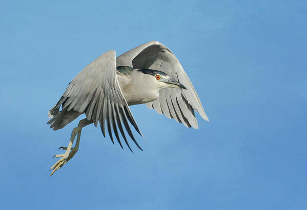 Black Crowned Night Heron Art Print featuring the photograph Into The Blue by Fraida Gutovich