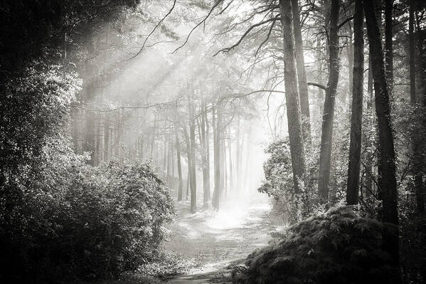 Forest Art Print featuring the photograph Into the Forest - Nr. 2 by Dorit Fuhg