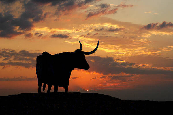 Sunset Art Print featuring the photograph Into the Sunset by Robert Anschutz