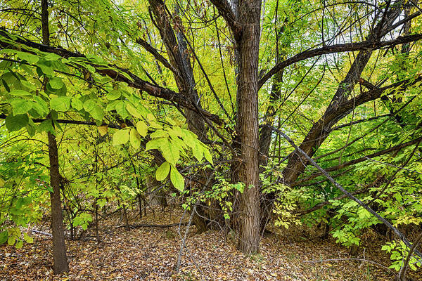 Mountains Art Print featuring the photograph Into The Woods by James BO Insogna