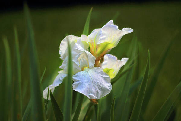 Iris Art Print featuring the photograph Dance in the Breeze by Jessica Jenney