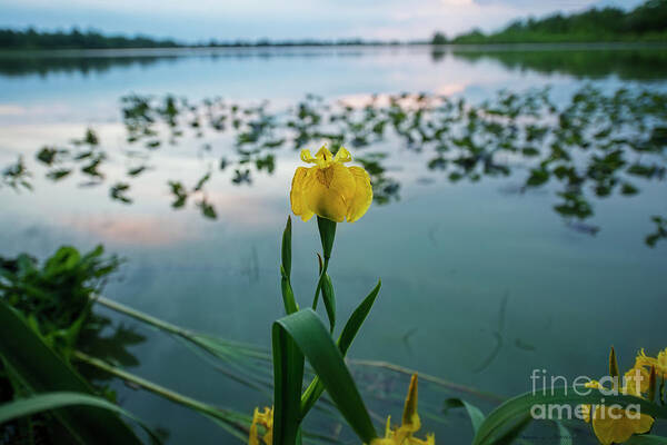 Iris Art Print featuring the photograph Iris and Water by David Arment