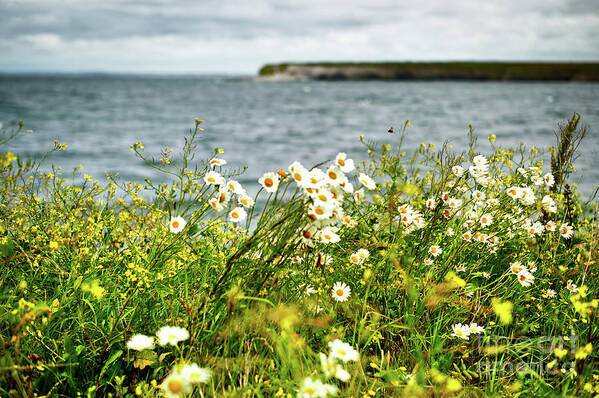 Ireland Art Print featuring the photograph Irish Flower Impression by Juergen Klust