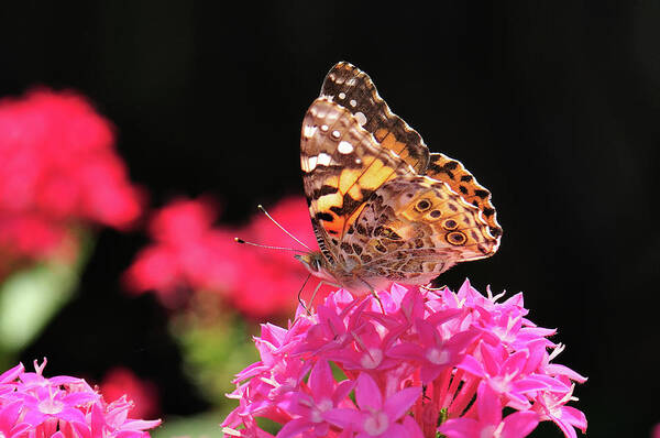 Butterfly Art Print featuring the photograph Irredescent by Betty LaRue