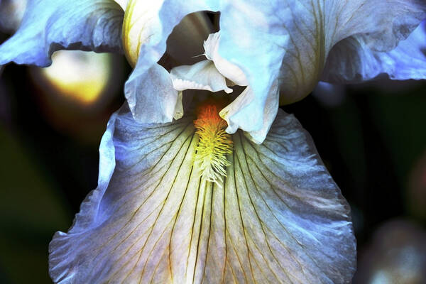 Iris Art Print featuring the photograph Irresistibly Iris by Angelina Tamez