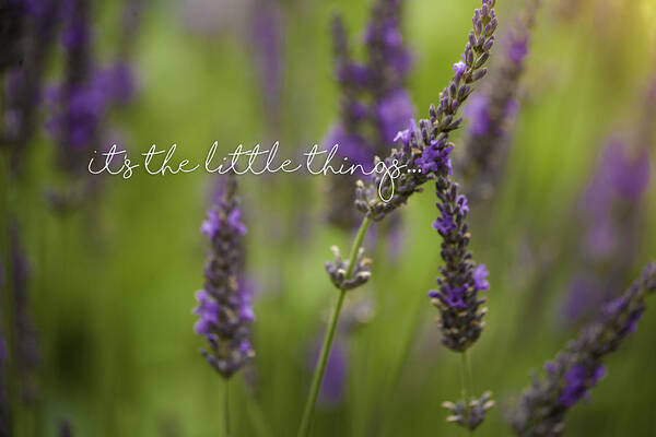 Little Things Art Print featuring the photograph It's the Little Things by Bonnie Bruno
