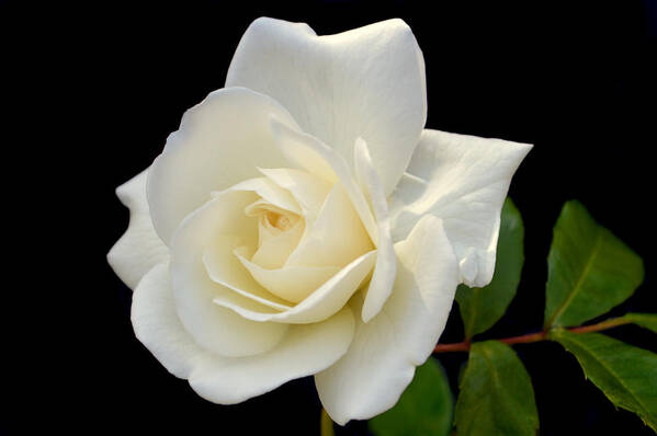 Rose Art Print featuring the photograph Ivory Rose. by Terence Davis