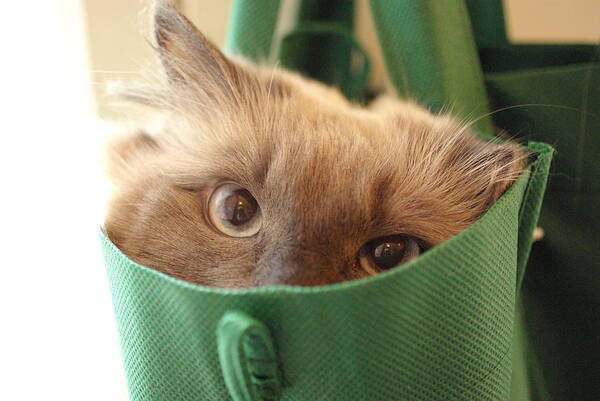 Cat Art Print featuring the photograph Jack in the Bag by Cindy Johnston