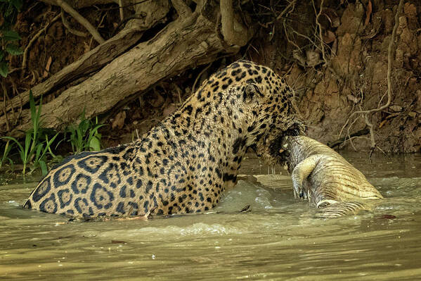 Jaguar Art Print featuring the photograph Jaguar hunt succeeds by Steven Upton