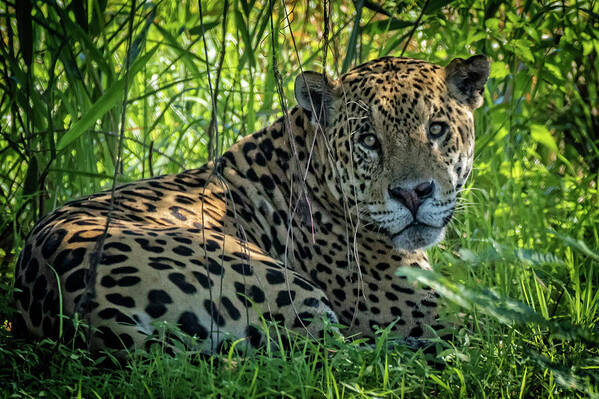 Jaguar Art Print featuring the photograph Jaguar in the shade by Steven Upton