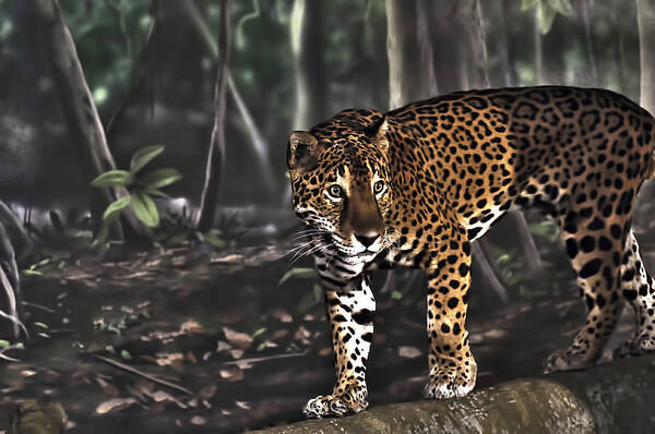 300mm Lens Art Print featuring the photograph Jaguar by Matt Steffen