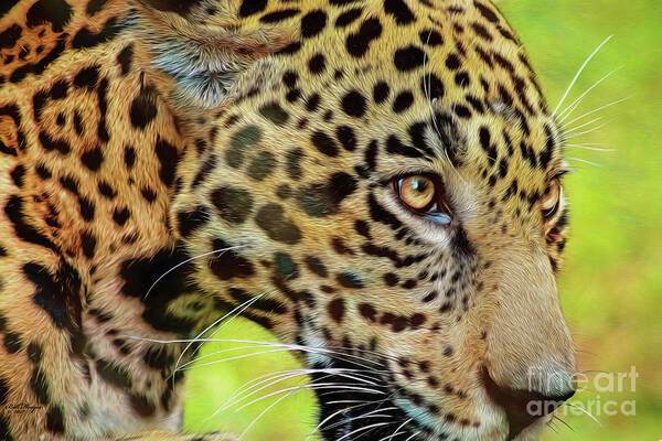 Jaguars Art Print featuring the mixed media Jaguar Up Very Close by DB Hayes
