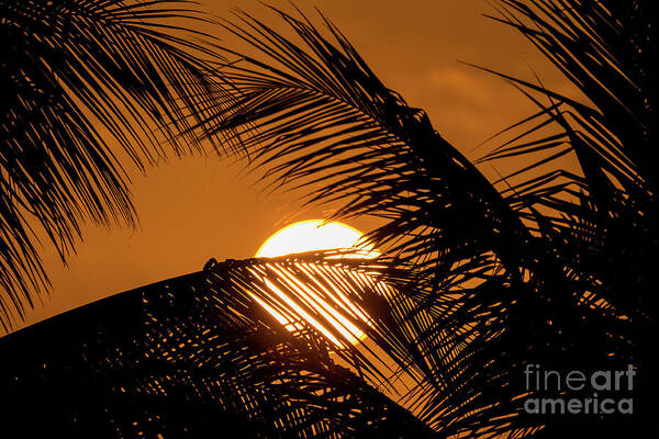 Sunset Art Print featuring the photograph Jamaican Sunset by Craig Shaknis