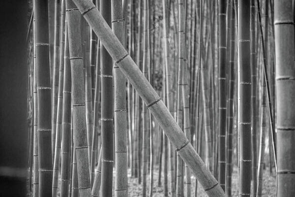 Japan Art Print featuring the photograph Japanese Bamboo by Erika Gentry