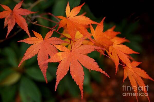 Leaf Art Print featuring the photograph Japanese Maple Leaves by Patricia Strand