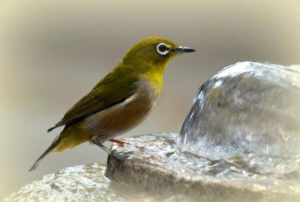 Bird Art Print featuring the photograph Japanese White Eye by Lori Seaman