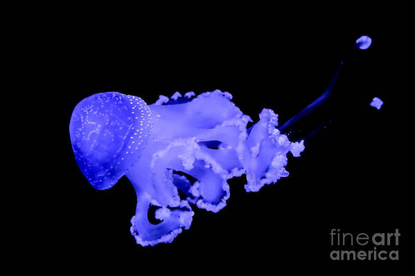 Jellyfish Art Print featuring the photograph Jellyfish by Amanda Mohler