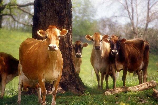 Animals Art Print featuring the photograph Jersey Lookers by Jan Amiss Photography