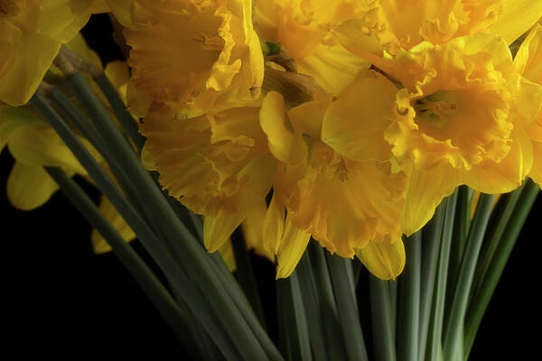 Flowers Art Print featuring the photograph Jonquils by Mike Eingle