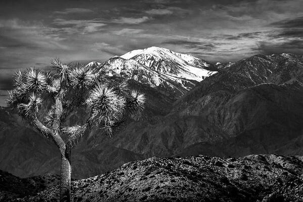 California Art Print featuring the photograph Joshua Tree at Keys View in Black and White by Randall Nyhof