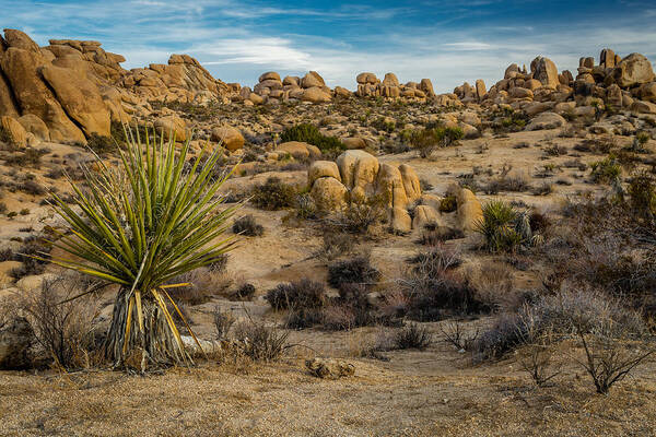 Desert Art Print featuring the photograph Joshua Tree by Gary Migues