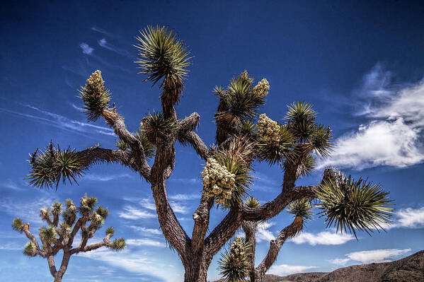 California Art Print featuring the photograph Joshua Trees and Clouds in Joshua Tree National Park by Randall Nyhof
