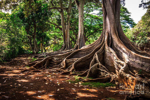 Hawaii Art Print featuring the photograph Jurassic Park Tree Group by Blake Webster