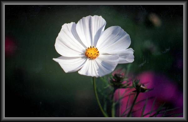 Cosmos Art Print featuring the photograph Just A Cosmos by Russ Mullen