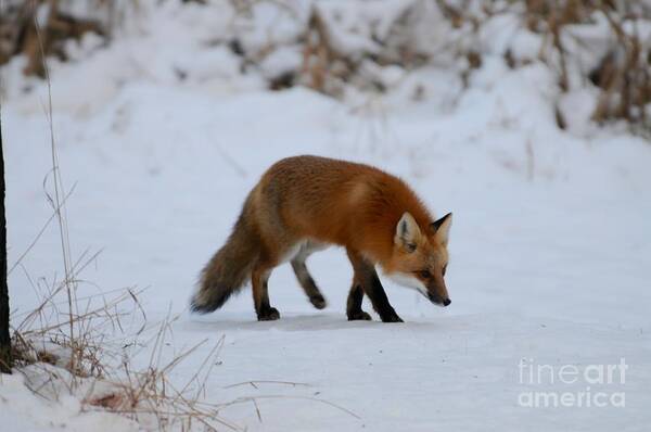 Red Fox Art Print featuring the photograph Just hunting for breakfast by Sandra Updyke