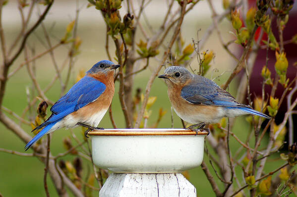 Eastern Bluebirds Art Print featuring the photograph Just the Two of Us by Bill Pevlor