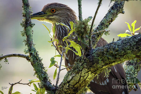 Nature Art Print featuring the photograph Juvenile Black Crown Night Heron on Alert by DB Hayes