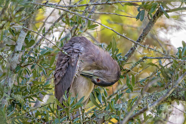 Herons Art Print featuring the photograph Juvenile Black Crowned Night Heron Preening by DB Hayes