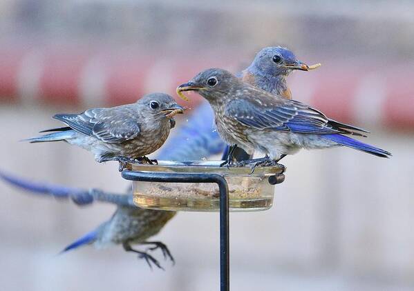 Linda Brody Art Print featuring the photograph Juvenile Bluebirds II by Linda Brody