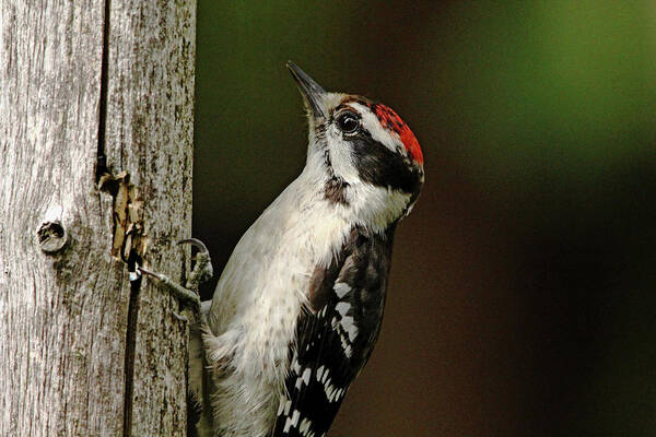 Woodpecker Art Print featuring the photograph Juvenile Downy Woodpecker by Debbie Oppermann