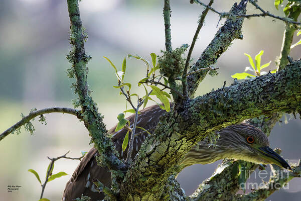 Nature Art Print featuring the photograph Juvenile Black Crown Night Heron Hiding by DB Hayes