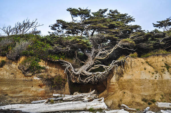 Lone Art Print featuring the photograph Kalaloch Hanging Tree by Pelo Blanco Photo