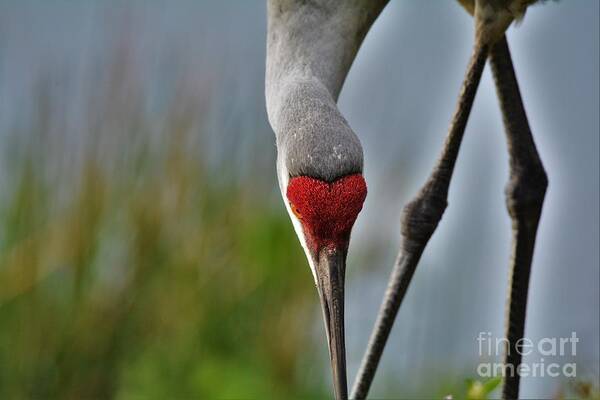 Sandhill Crane Art Print featuring the photograph Keep Your Head Down by Julie Adair