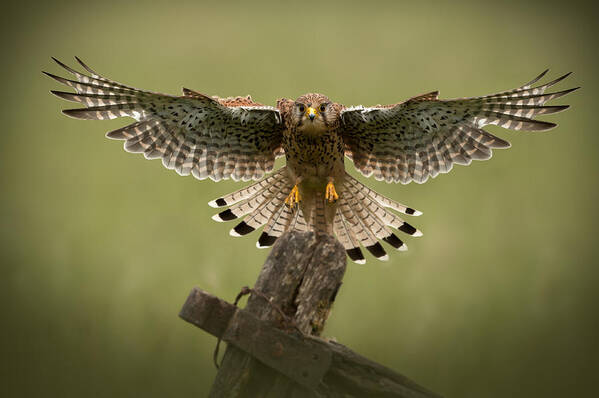 Animal Art Print featuring the photograph Kestrel on Final Approach by Andy Astbury