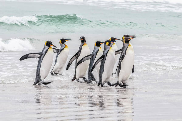 King Penguins Art Print featuring the photograph King penguins taking a stroll by Usha Peddamatham